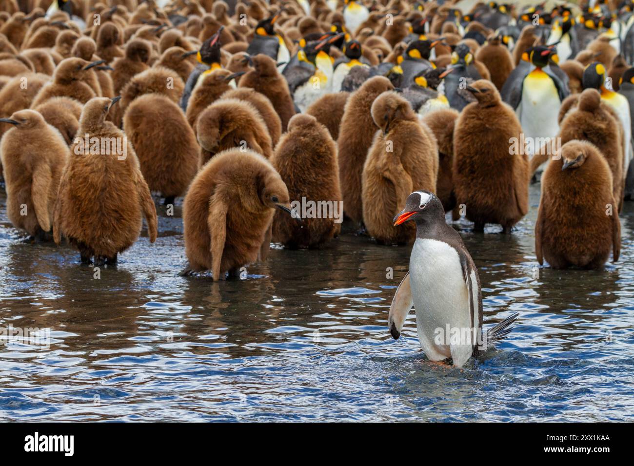 Pinguino gentoo adulto (Pygoscelis papua) tra i pinguini reali (Aptenodytes patagonicus) nella colonia di nidificazione e riproduzione sull'isola della Georgia del Sud Foto Stock