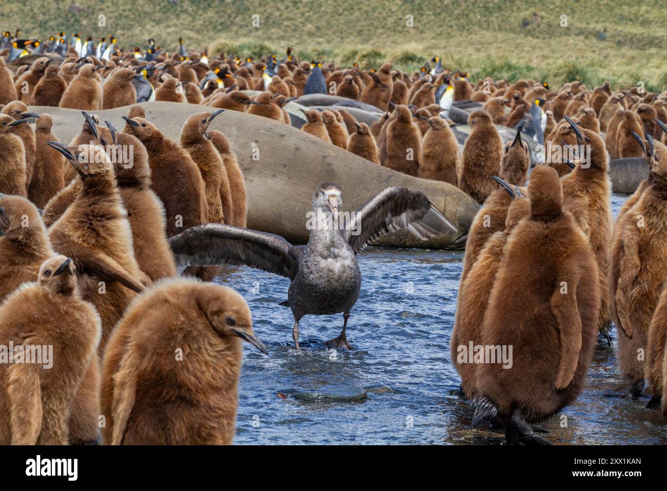 Petrel gigante settentrionale (Macronectes halli) tra i pulcini di pinguino re a Gold Harbour, Georgia del Sud, Oceano meridionale, regioni polari Foto Stock