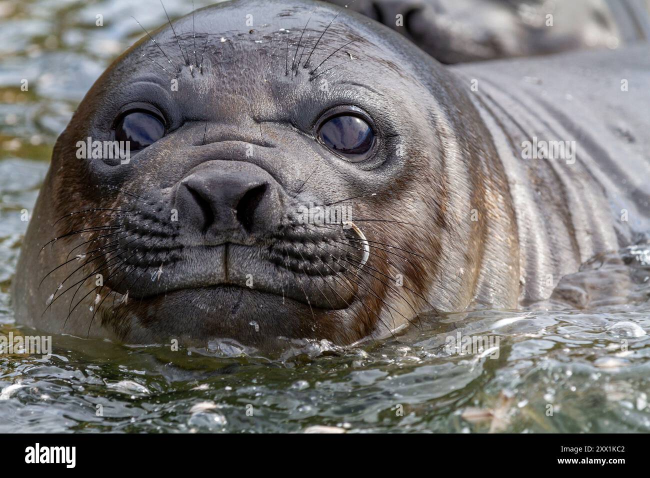 Foca elefante del sud (Mirounga leonina) che svela la la testa del cucciolo sulla spiaggia di Gold Harbour nella Georgia del Sud, regioni polari Foto Stock