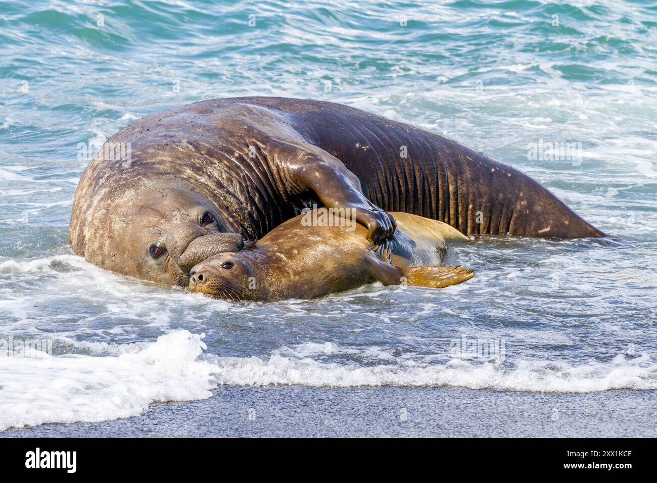 Il toro della foca elefante del sud (Mirounga leonina) tiene una femmina adulta in surf per accostarsi a lei, Georgia del Sud, regioni polari Foto Stock