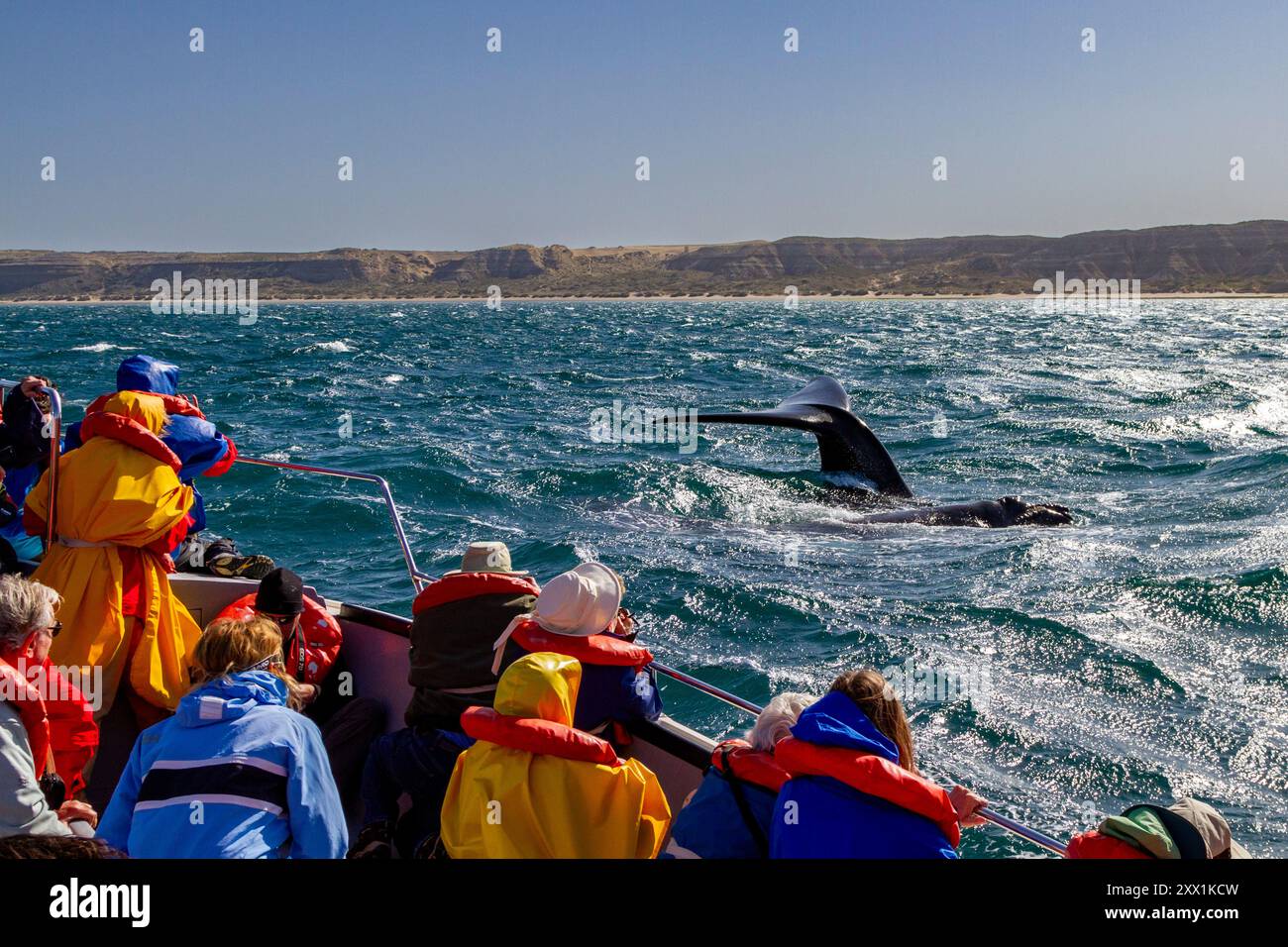 Balena destra del sud (Eubalaena australis) tuffa nelle vicinanze di una barca per l'avvistamento delle balene a Puerto Pyramides, Argentina, Sud America Foto Stock