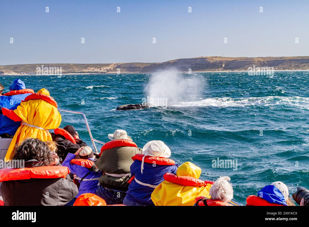 Balena destra meridionale (Eubalaena australis) madre che affiora vicino a una barca per l'avvistamento delle balene in Argentina, Sud America Foto Stock