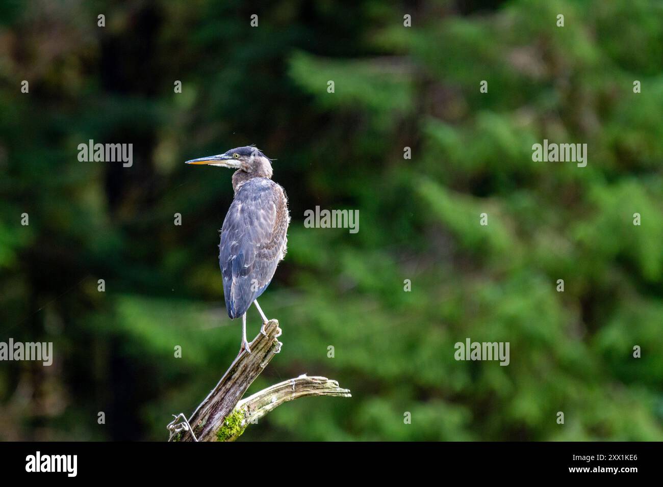 Un grande airone blu adulto (Ardea herodias) arroccato accanto a un fiume nel Misty Fjords National Monument, Stati Uniti d'America, Nord America Foto Stock