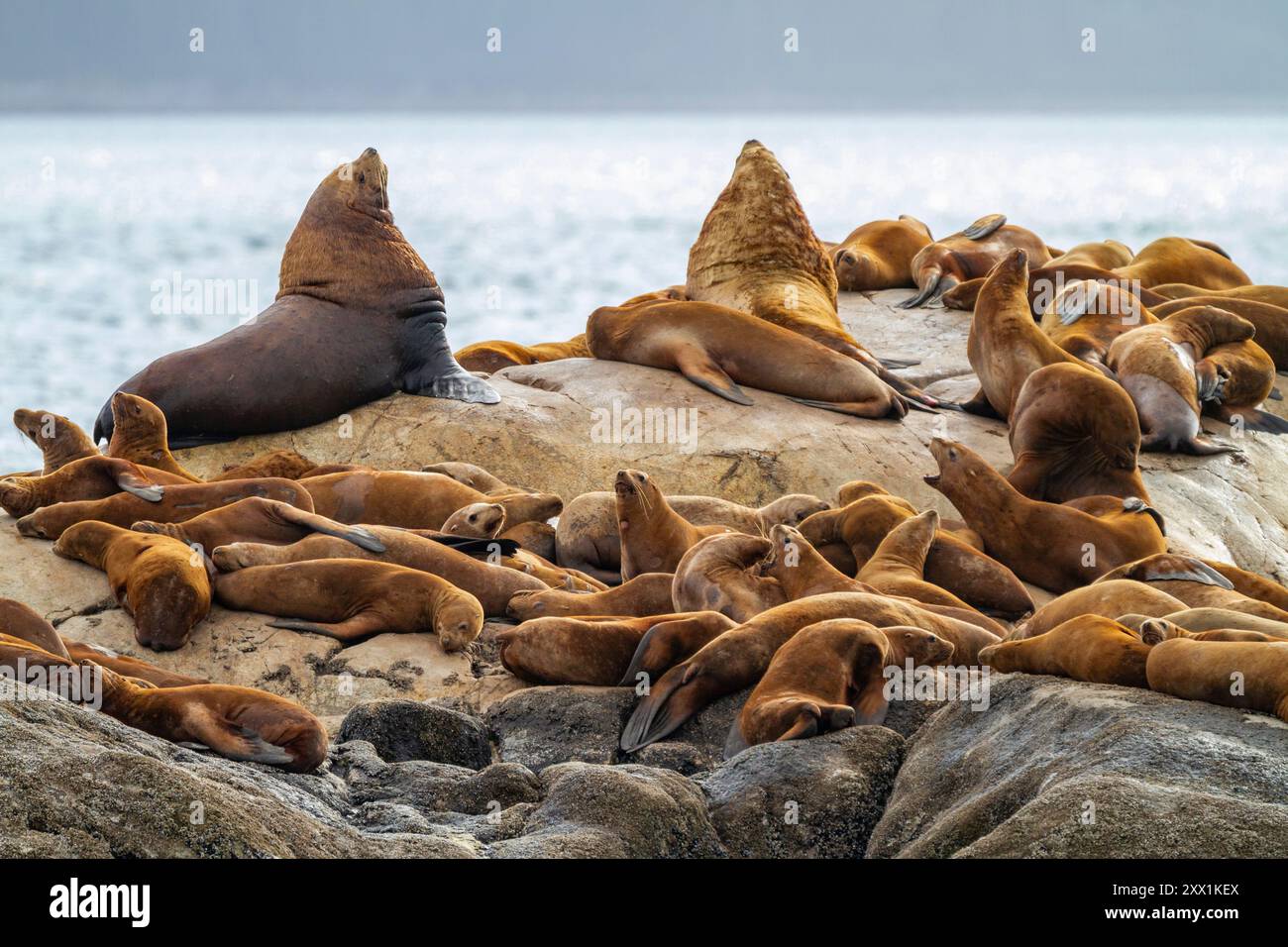 I leoni marini del nord (Eumetopias jubatus) si sono imbarcati su South Marble Island nel Glacier Bay National Park, Alaska Foto Stock
