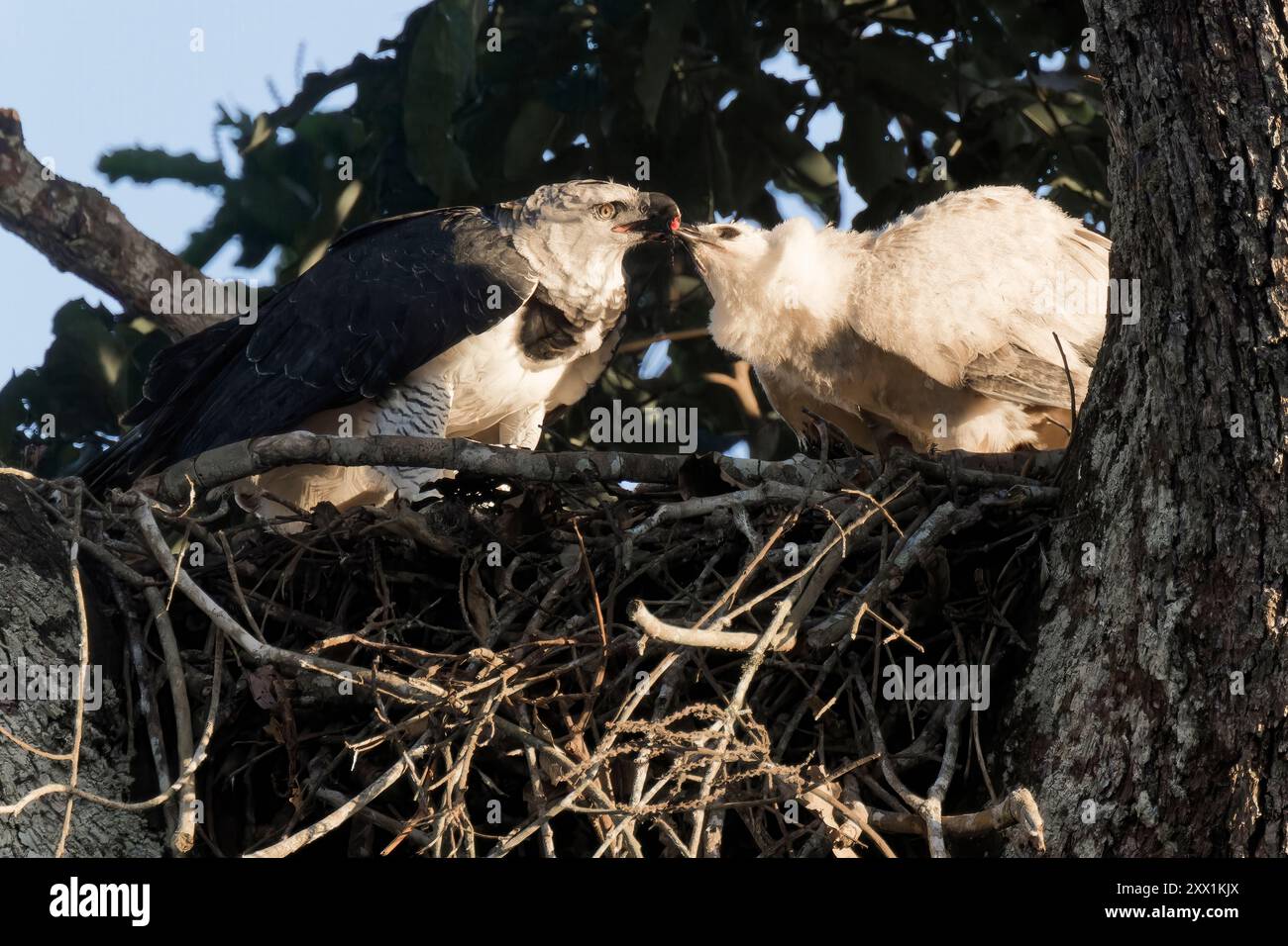 Aquila Harpy (Harpia harpyja), che dà da mangiare al suo pulcino di quattro mesi, alta Floresta, Amazzonia, Brasile, Sud America Foto Stock