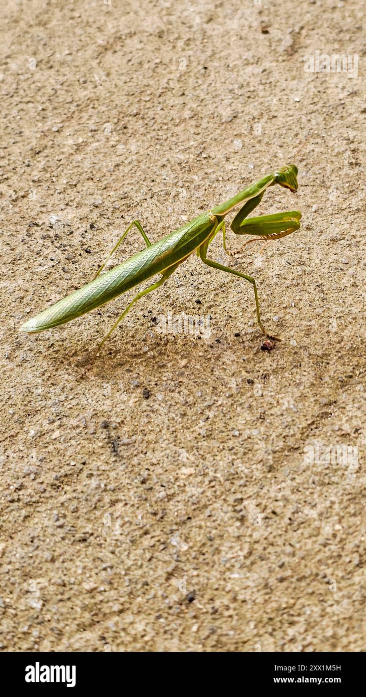 Pregando Mantis, Bunia, Ituri, Repubblica Democratica del Congo, Africa Foto Stock