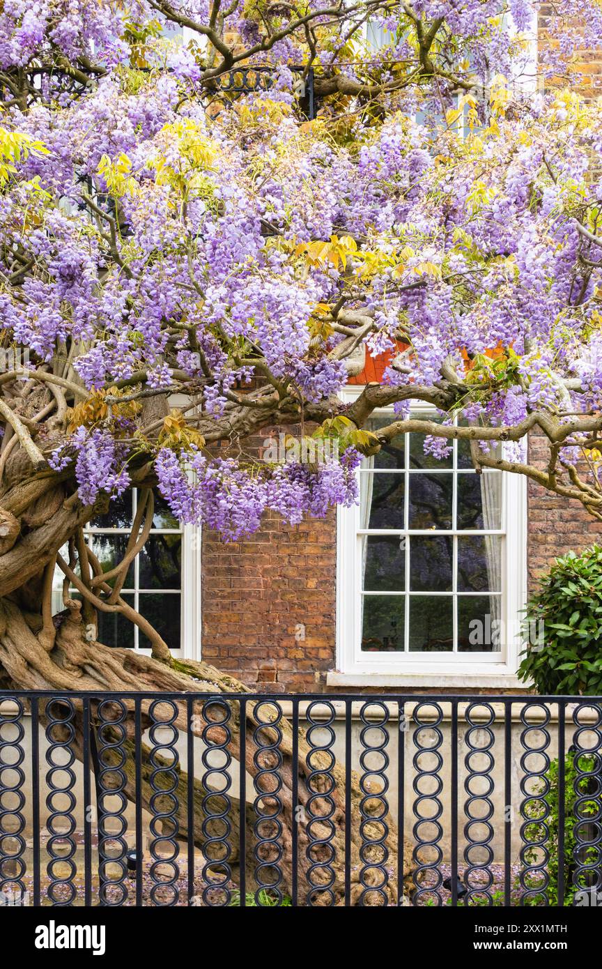 Glicine in fiore su una casa a Chiswick, Londra, Inghilterra, Regno Unito, Europa Foto Stock