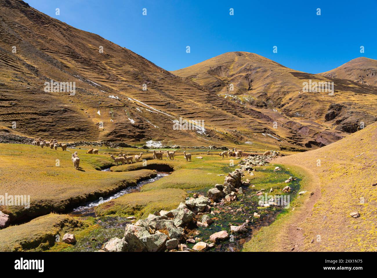 Sentiero nelle Ande e mandrie di alpaca, vicino al Monte Arcobaleno, al distretto di Pitumarca, alla regione di Cusco (Cuzco), Perù, sud America Foto Stock