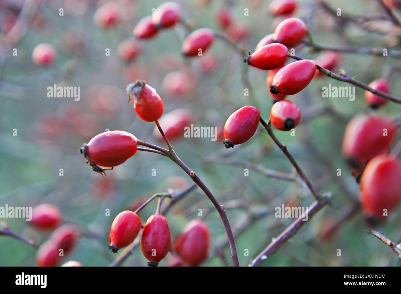 Rosa anche di cane-rosa (Rosa canina), Francia, Europa Foto Stock