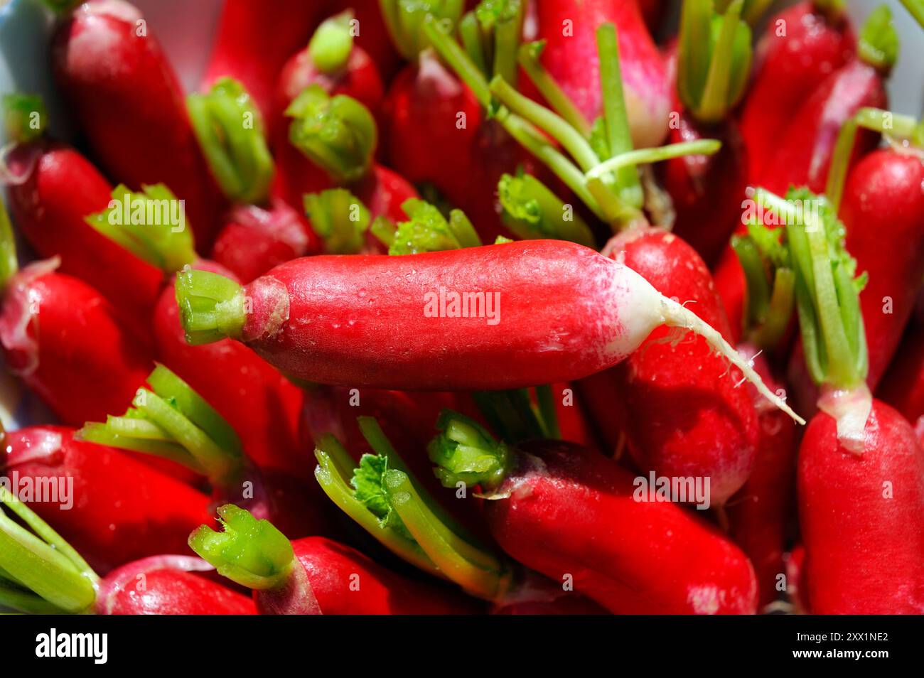 Radishes (Raphanus sativus), Francia, Europa Foto Stock