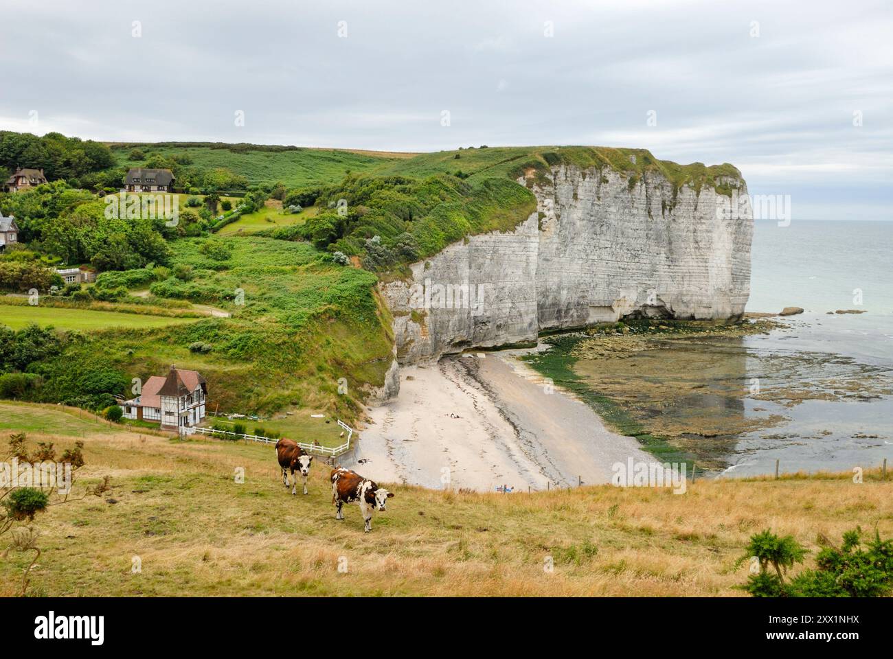Bovini su una scogliera sulla valleuse di Vaucottes, intorno a Etretat, Cote d'Albatre, Pays de Caux, dipartimento Senna-marittimo, regione dell'alta Normandia Foto Stock