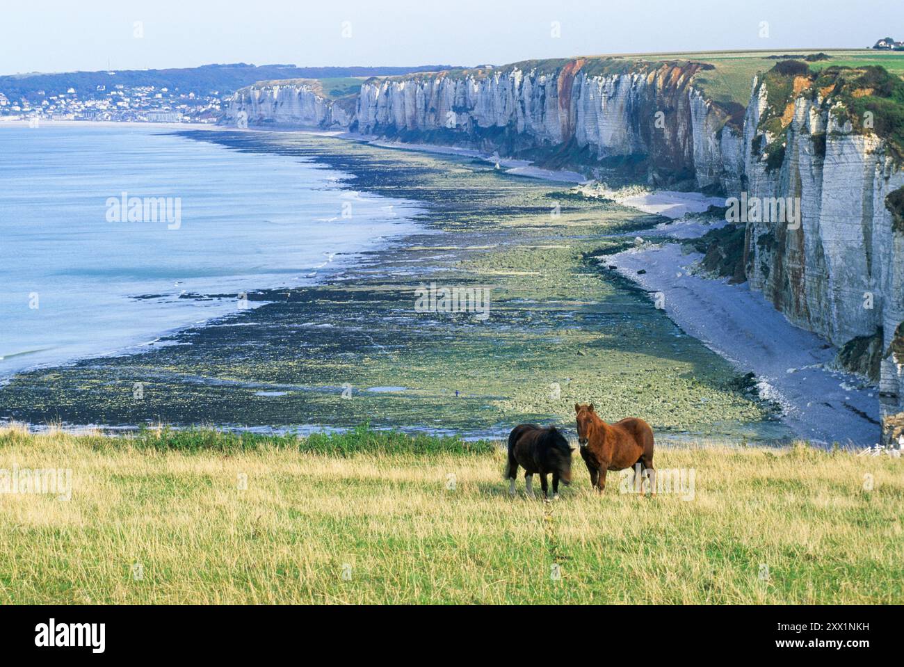 Cavalli sulla cima della scogliera sopra Yport vicino a Etretat, Cote d'Albatre, Pays de Caux, dipartimento Senna-marittimo, regione dell'alta Normandia, Francia Foto Stock