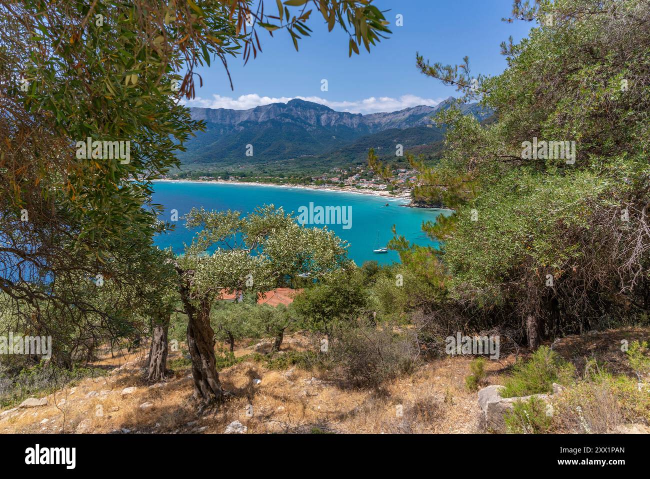 Vista degli ulivi e della spiaggia dorata di Chrysi Ammoudia, Thassos, Mar Egeo, isole greche, Grecia, Europa Foto Stock