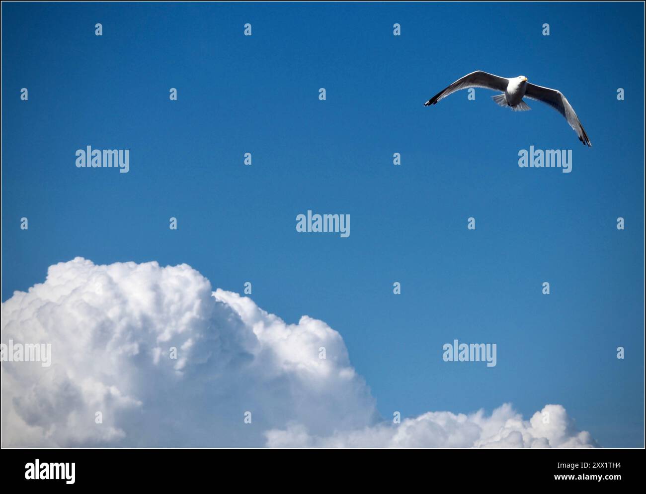 Gull che vola sopra le nuvole nei cieli sopra Morcombe Bay Regno Unito Foto Stock