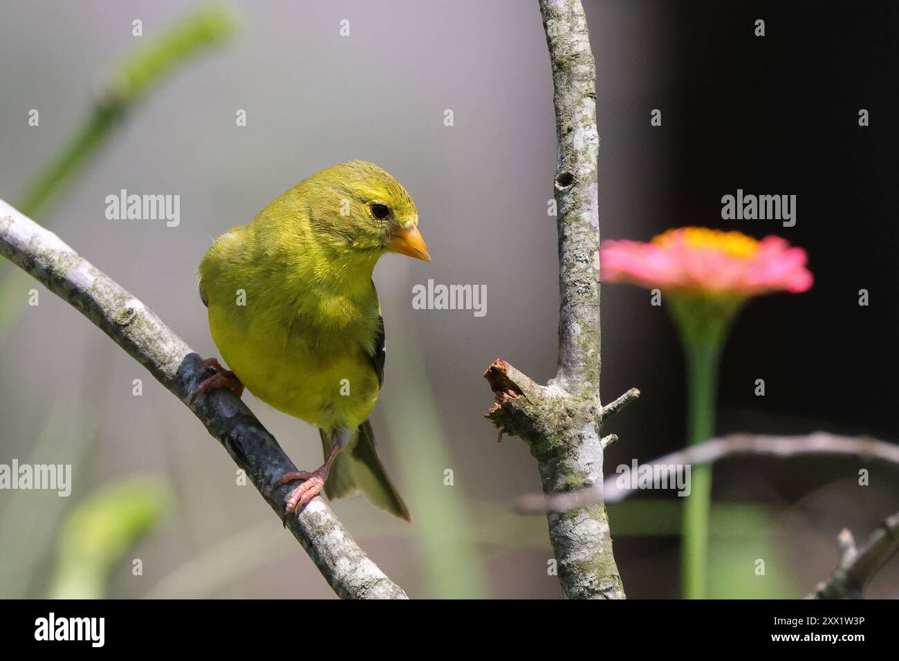 Primo piano di un uccello giallo arroccato su un ramo con un fiore rosa sfocato sullo sfondo Foto Stock