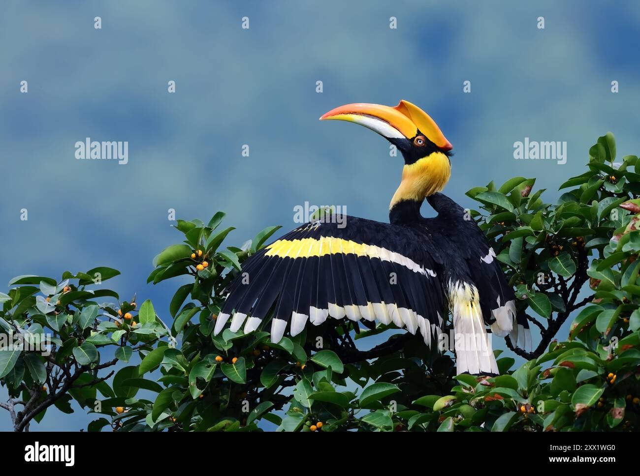 Great Indian Hornbill, noto anche come Great Pied Hornbill, è uno dei membri più grandi della famiglia. Si trova nel subcontinente indiano Foto Stock
