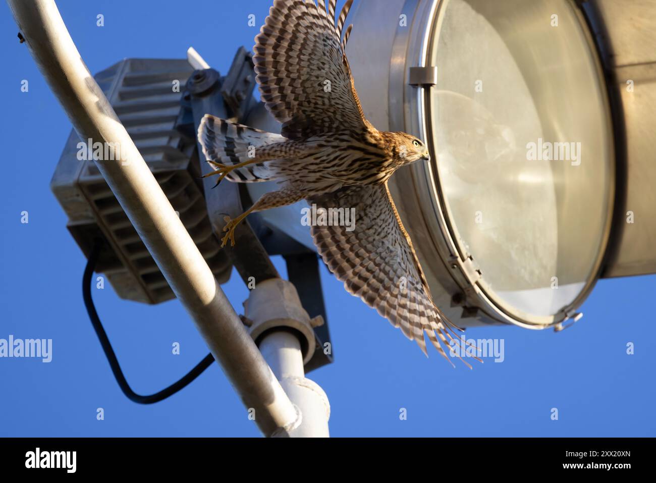 Il giovane Cooper's Hawk prende il volo da un punto di illuminazione elettrica intorno al campo da baseball della comunità nell'ambiente urbano di Fort Lowell Park a Tucson, Ari Foto Stock