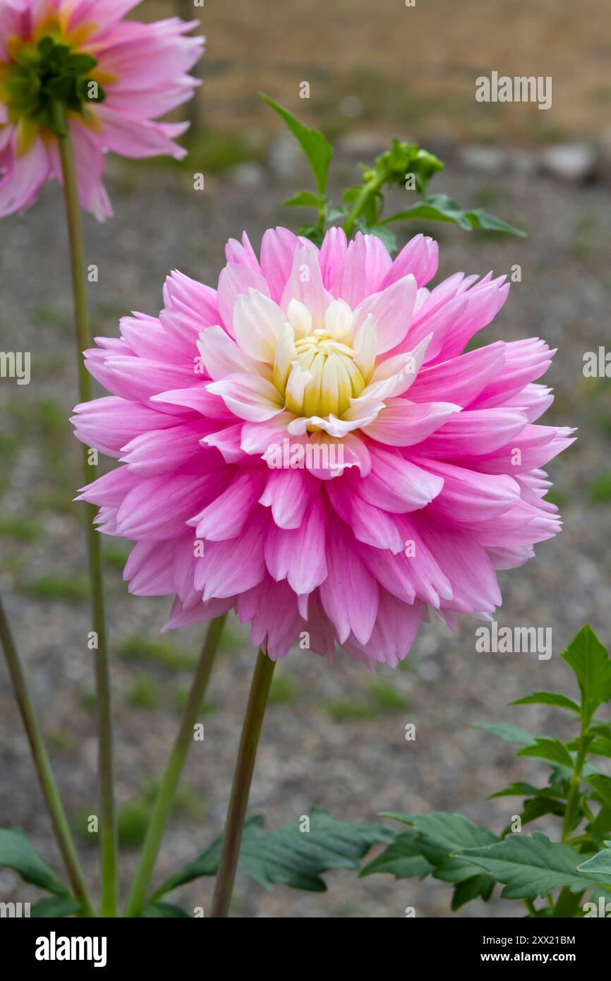 Rosa con fiore centrale bianco del cimello Dahlia Chilson's Pride, una forma decorativa informale che fiorisce nel giardino estivo. Foto Stock