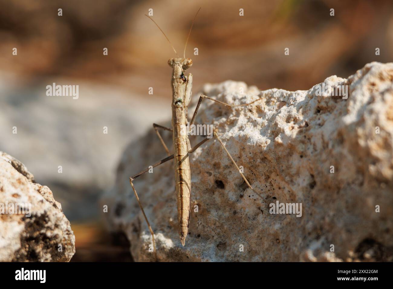 Dettaglio da dietro le manti endemiche della penisola iberica, Ameles paradecolor, Alcoy, Spagna Foto Stock