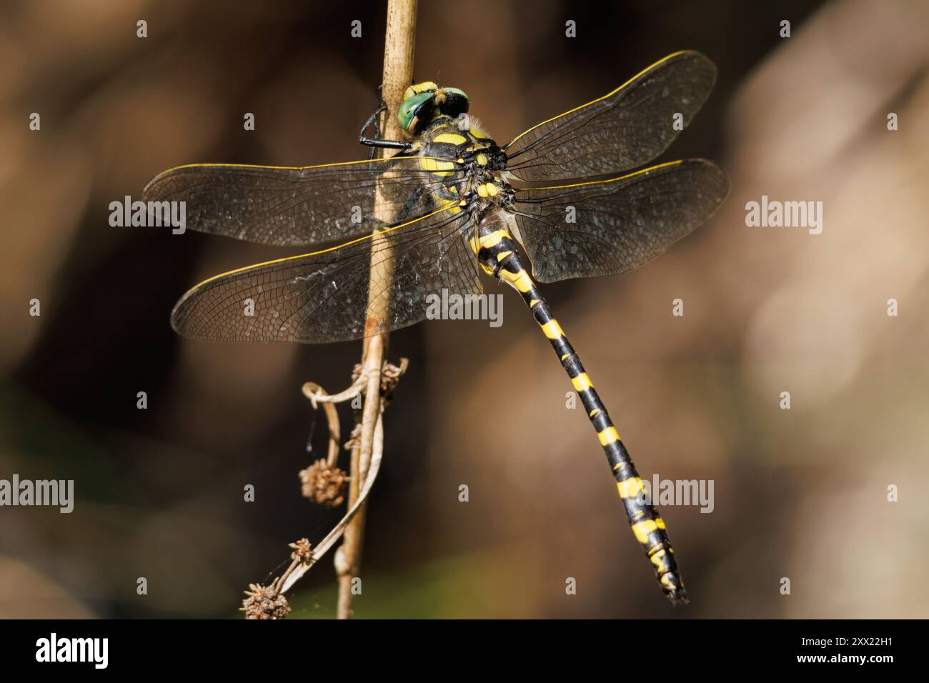 Tiger Dragonfly Cordulegaster boltonii arroccato su una canna asciutta con il bellissimo bokeh, Alcoy, Spagna Foto Stock