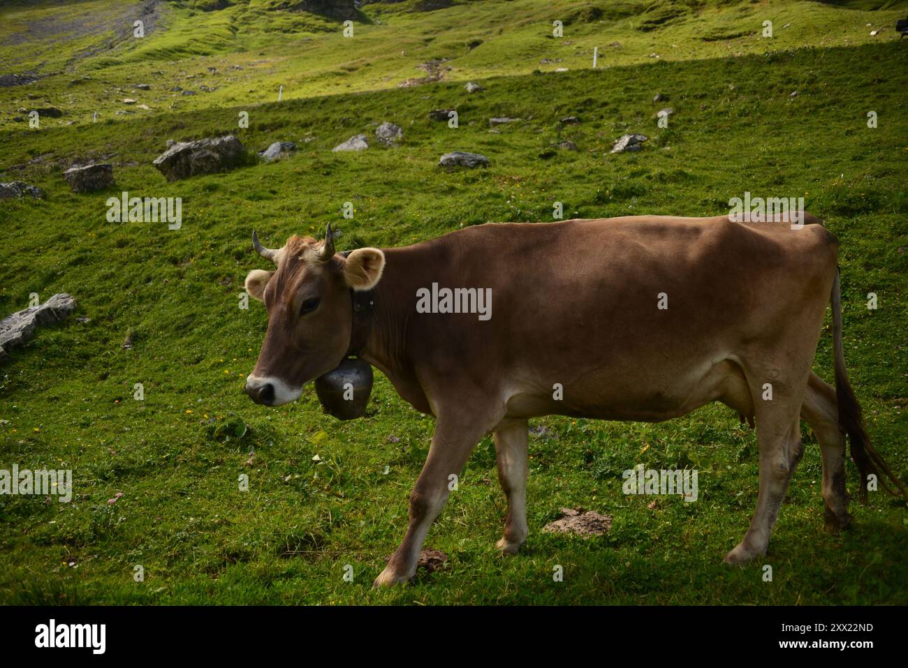 Ritratto di una mucca che indossa una campana intorno al collo in un prato alpino, in Svizzera Foto Stock