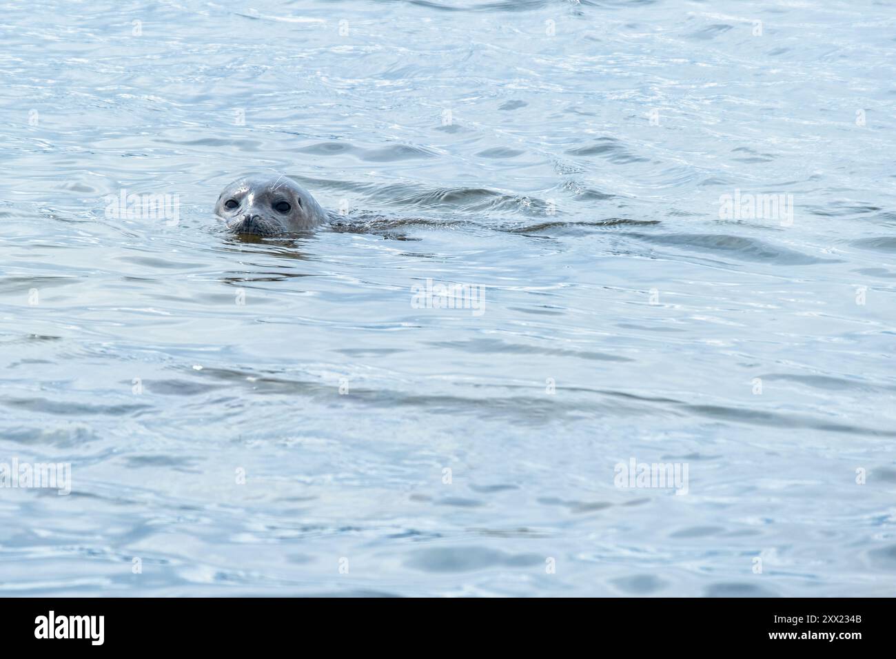 Giovani foche del porto che nuotano nel Mare del Nord, la spiaggia di Ytri Tunga, la penisola di Snaefellsnes, Islanda Foto Stock