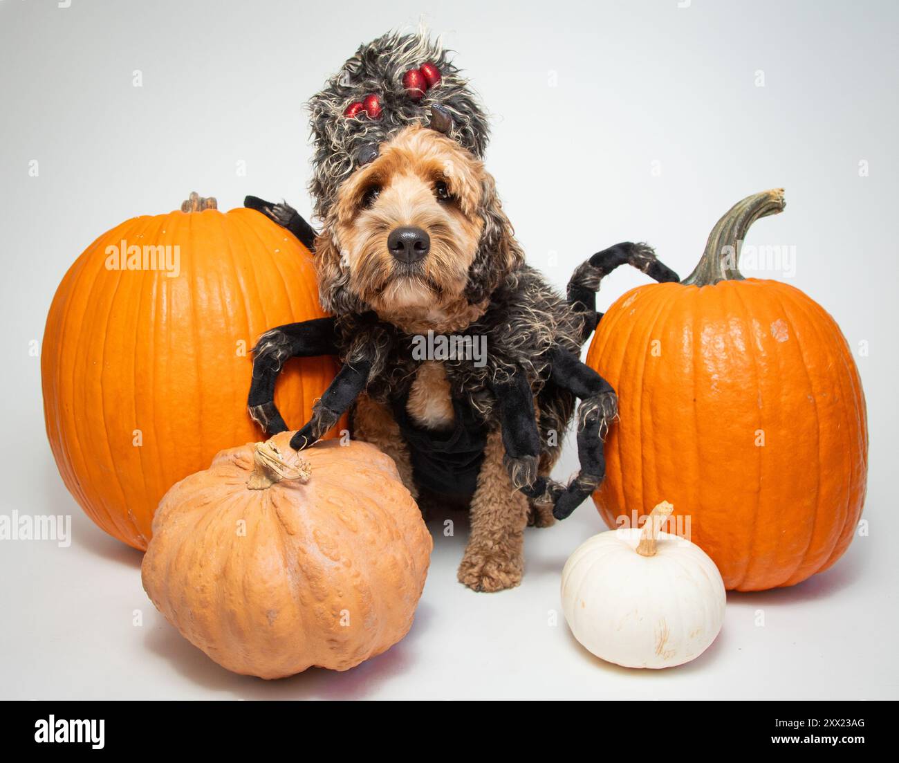 Ritratto di un cockapoo vestito da ragno seduto tra le zucche Foto Stock