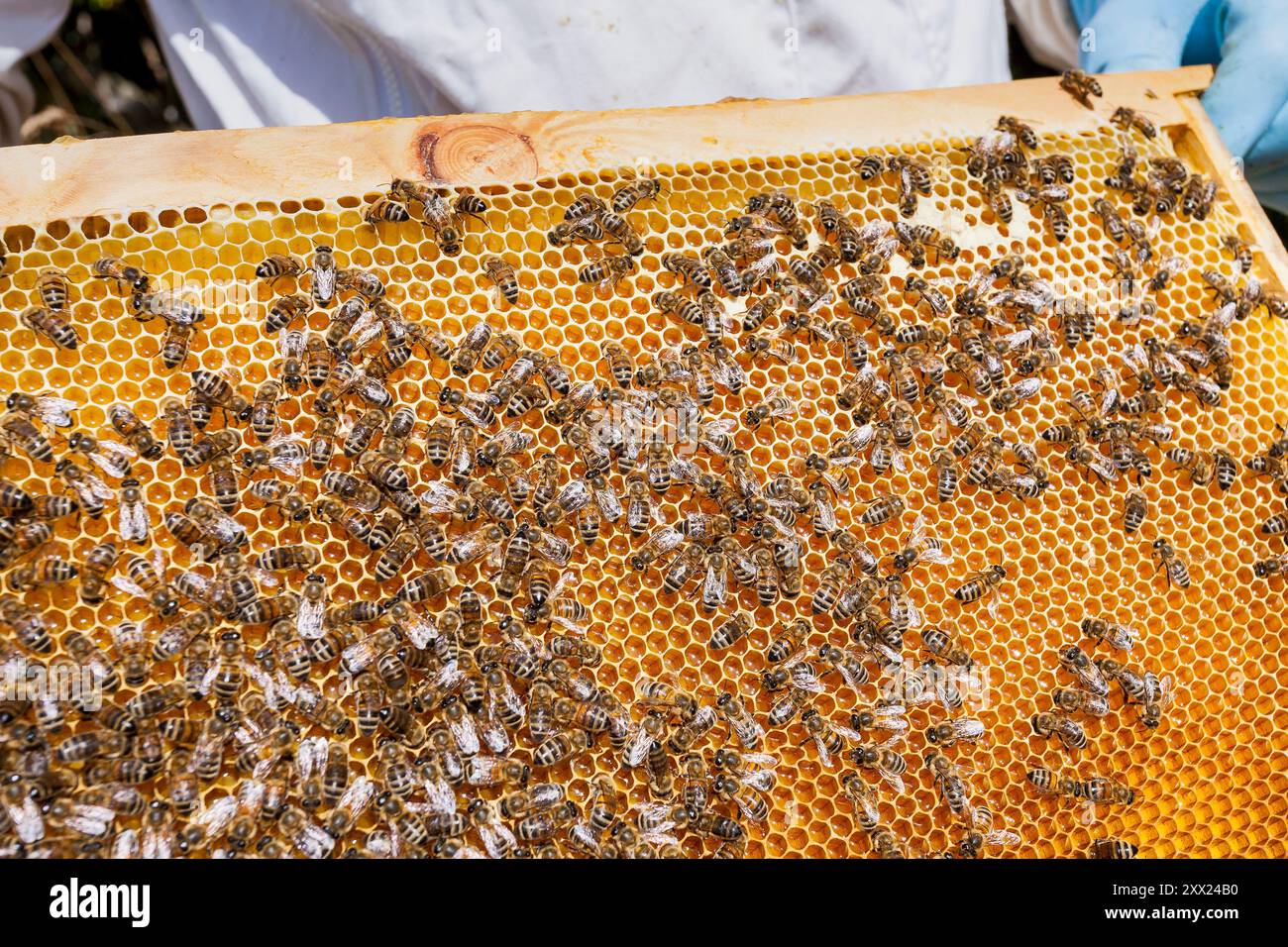 Apicoltore che rimuove il nido d'ape dallo striscione alveare. Persona in costume da apicoltore che prende il miele dall'alveare. Primo piano sul nido d'ape. Foto Stock