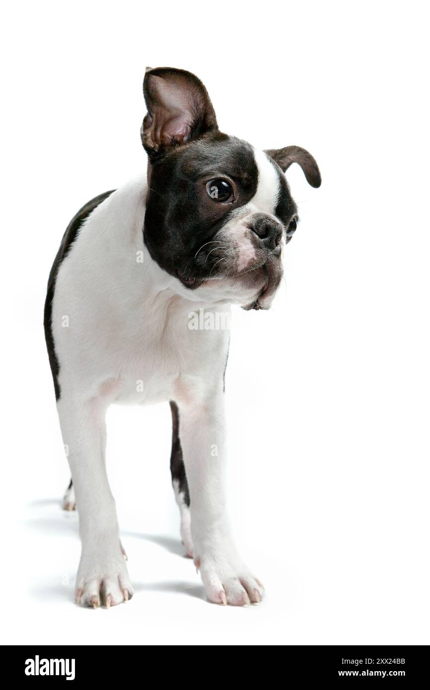 Adorabile cucciolo di razza Boston Terrier, girato in studio, seduto, davanti a sfondo bianco. Giovane cane bianco e nero isolato Foto Stock