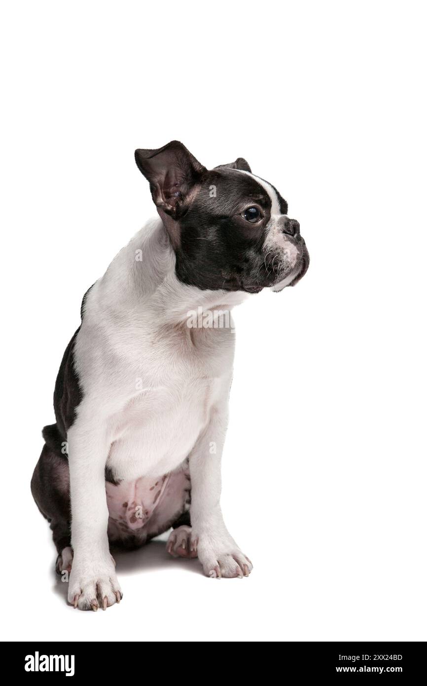 Adorabile cucciolo di razza Boston Terrier, girato in studio, seduto, davanti a sfondo bianco. Giovane cane bianco e nero isolato Foto Stock