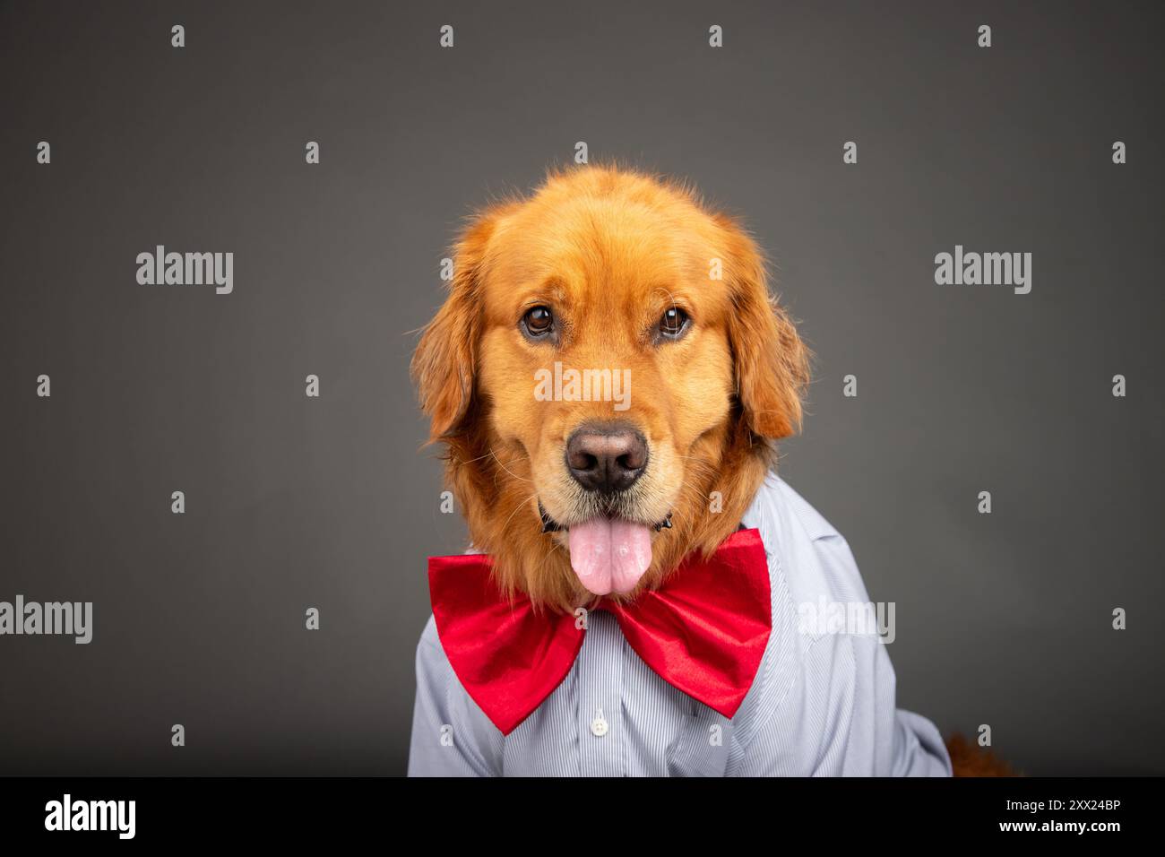 Ritratto di un Golden retriever inglese che indossa una camicia e un papillon rosso Foto Stock