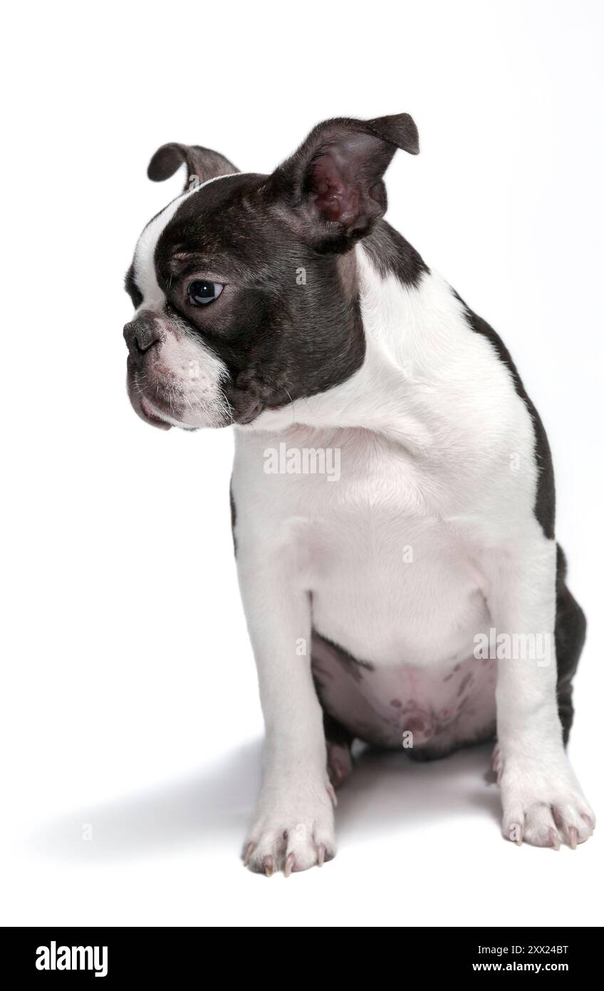 Adorabile cucciolo di razza Boston Terrier, girato in studio, seduto, davanti a sfondo bianco. Giovane cane bianco e nero isolato Foto Stock