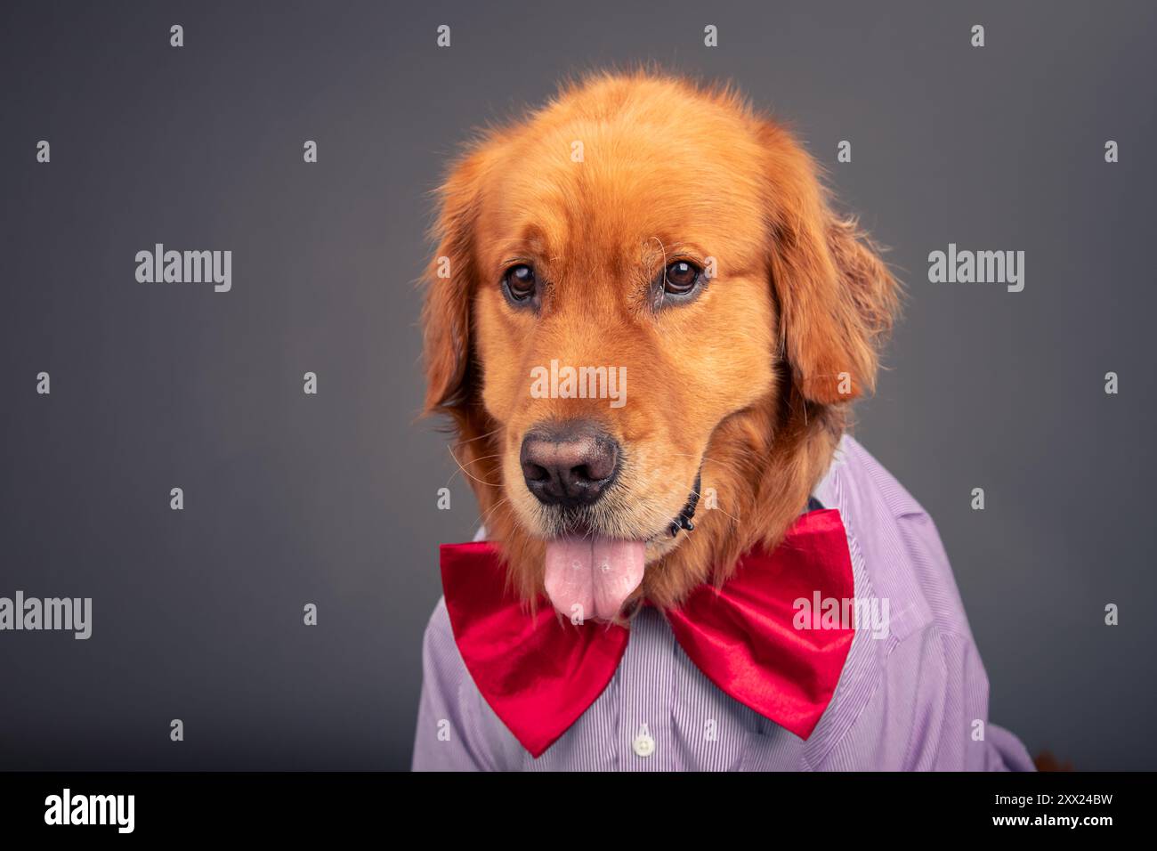 Ritratto di un Golden retriever inglese che indossa una camicia e un papillon rosso Foto Stock