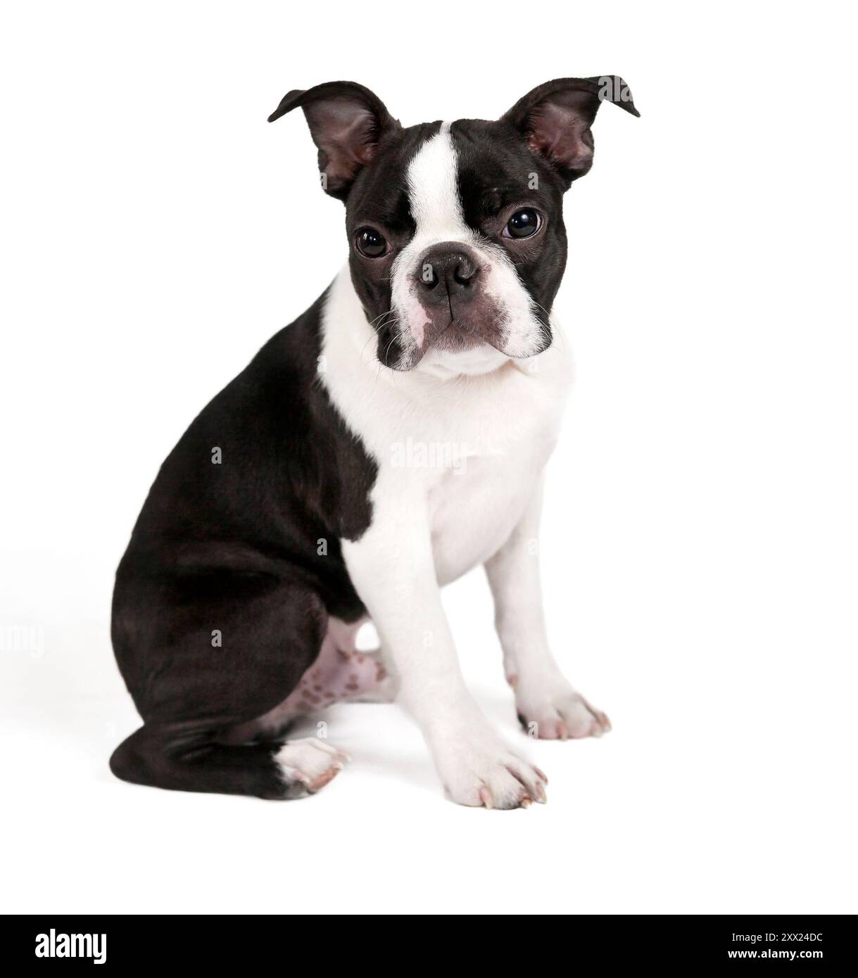 Adorabile cucciolo di razza Boston Terrier, girato in studio, seduto, davanti a sfondo bianco. Giovane cane bianco e nero isolato Foto Stock
