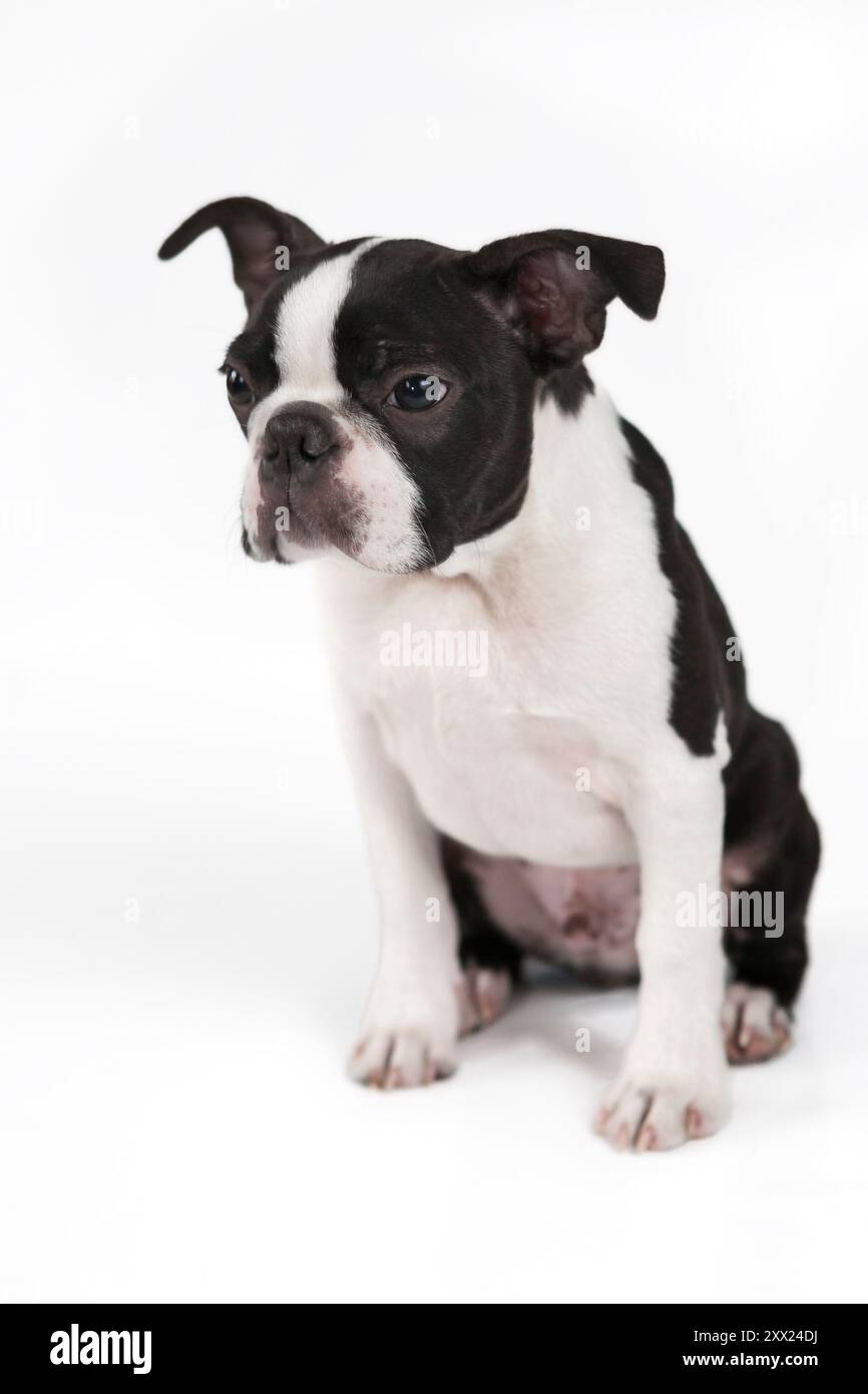 Adorabile cucciolo di razza Boston Terrier, girato in studio, seduto, davanti a sfondo bianco. Giovane cane bianco e nero isolato Foto Stock