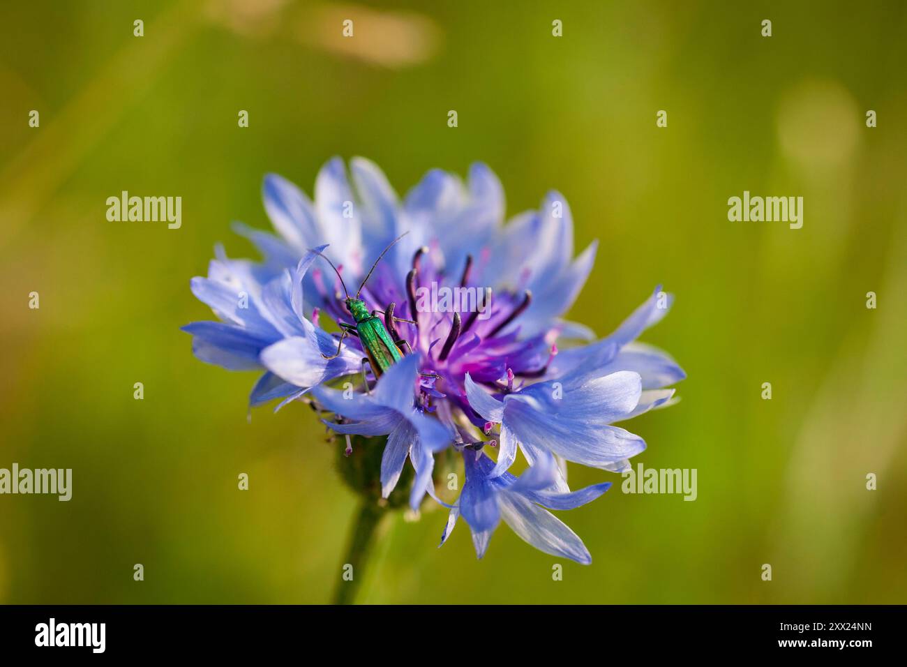 Primo piano di Cornflower e Oedemera nobilis femmina. Coleotteri, su sfondo sfocato. Primo piano di coleottero dai fiori dalle zampe spesse, Oedemera nobilis Foto Stock