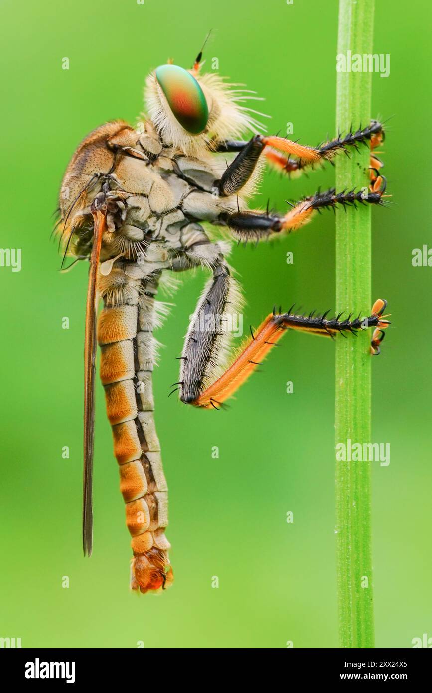 Primo piano di una mosca Robber su una filiale, Indonesia Foto Stock