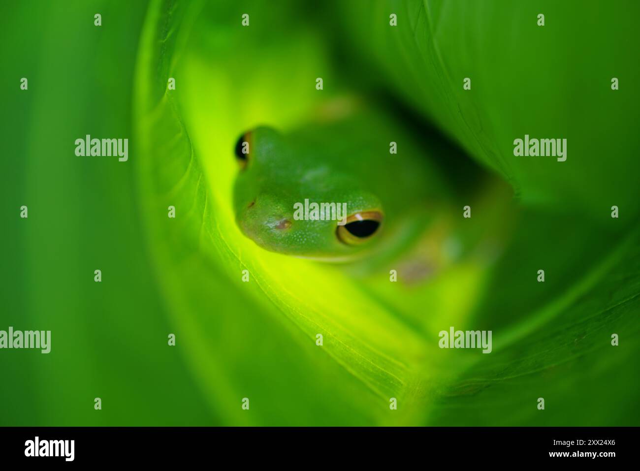 Primo piano di una rana verde che si nasconde in foglie verdi, indonesia Foto Stock