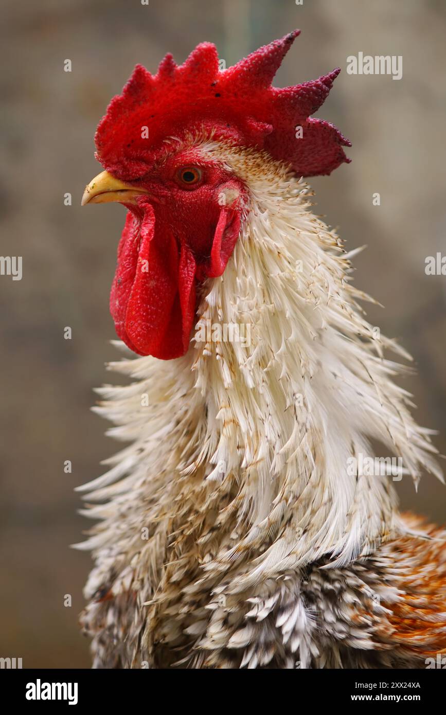 Primo piano della testa di un gallo con un pettine rosso, Indonesia Foto Stock