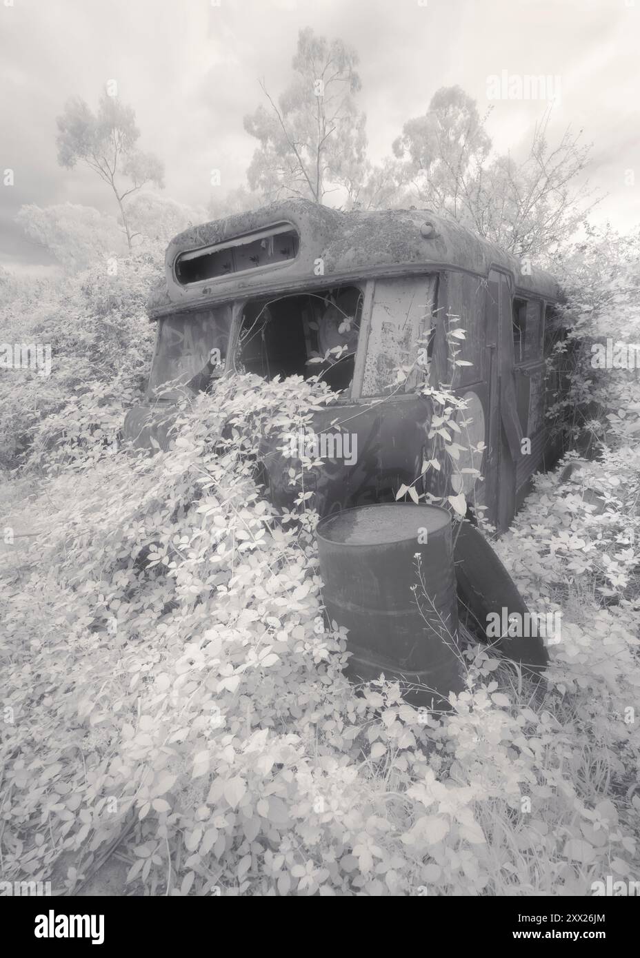 Vecchio autobus abbandonato in una fitta vegetazione ricoperta di erbacce e un barile in primo piano, in Australia Foto Stock