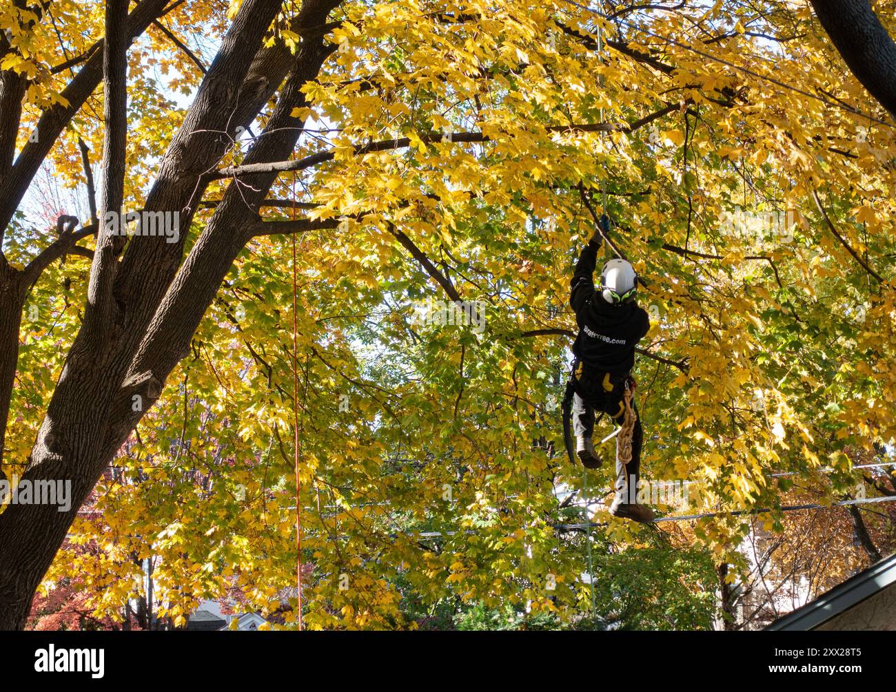 Rifilatore di alberi svincolato nei rami di un grande albero d'acero. St Paul, Minnesota, Minnesota, Stati Uniti Foto Stock