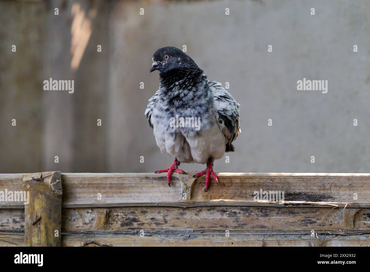 Tippler è una razza di piccione domestico, razza incrociata tra il piccione di casa (Highflyers indiani, Tumblers) e il cumuleto Foto Stock