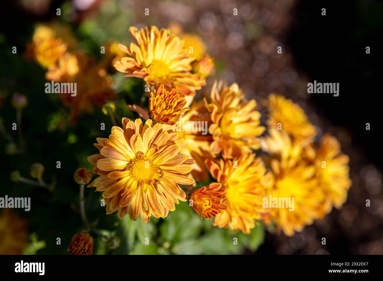 Primo piano di un fiore di ranuncolo giallo e rosso Foto Stock
