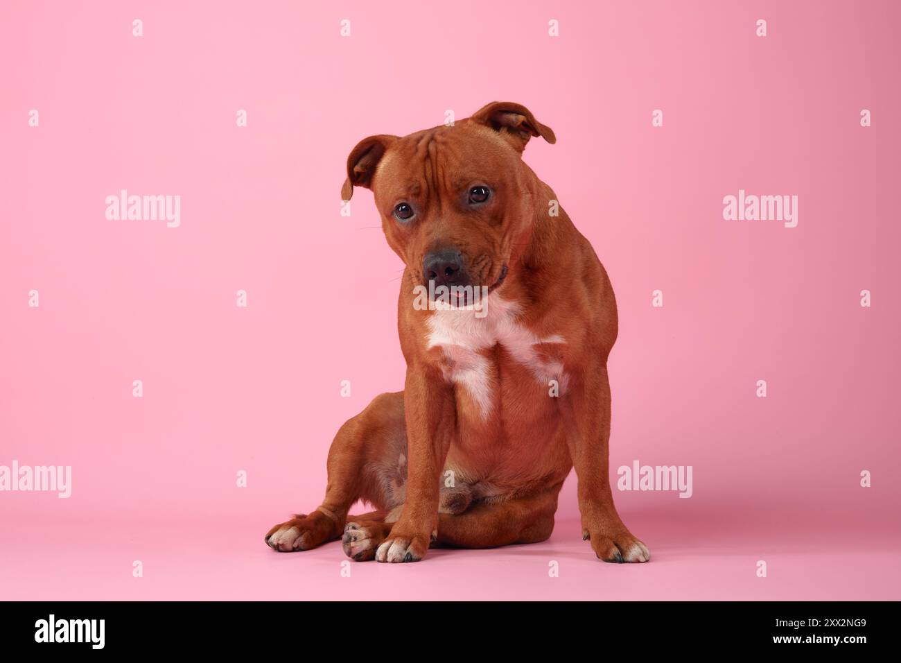 Un curioso Staffordshire Bull Terrier guarda verso l'alto, su uno sfondo rosa tenue, incarnando un'aria di delicata contemplazione e attenzione Foto Stock