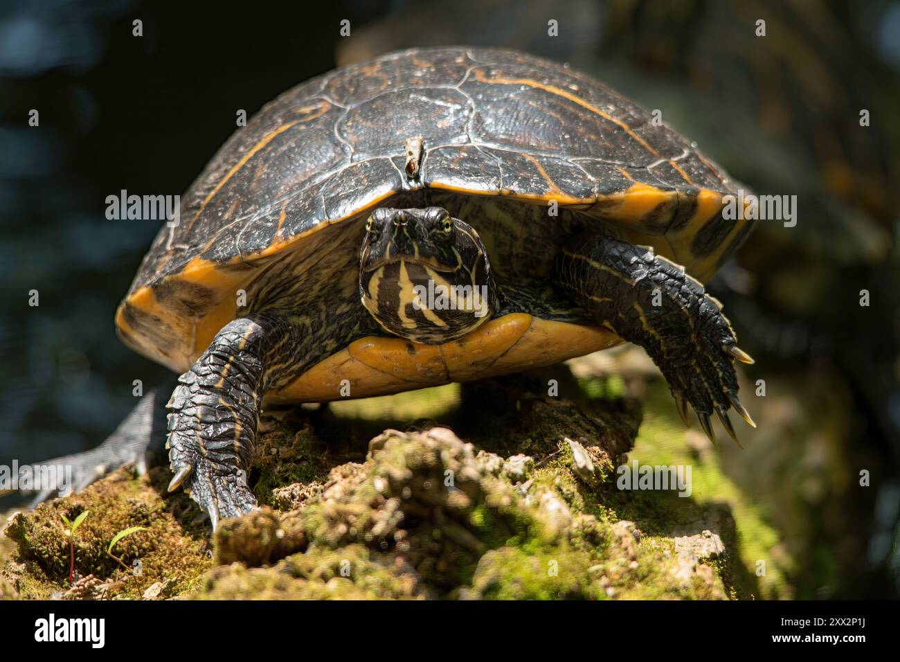 Rosso-eared Slider Foto Stock