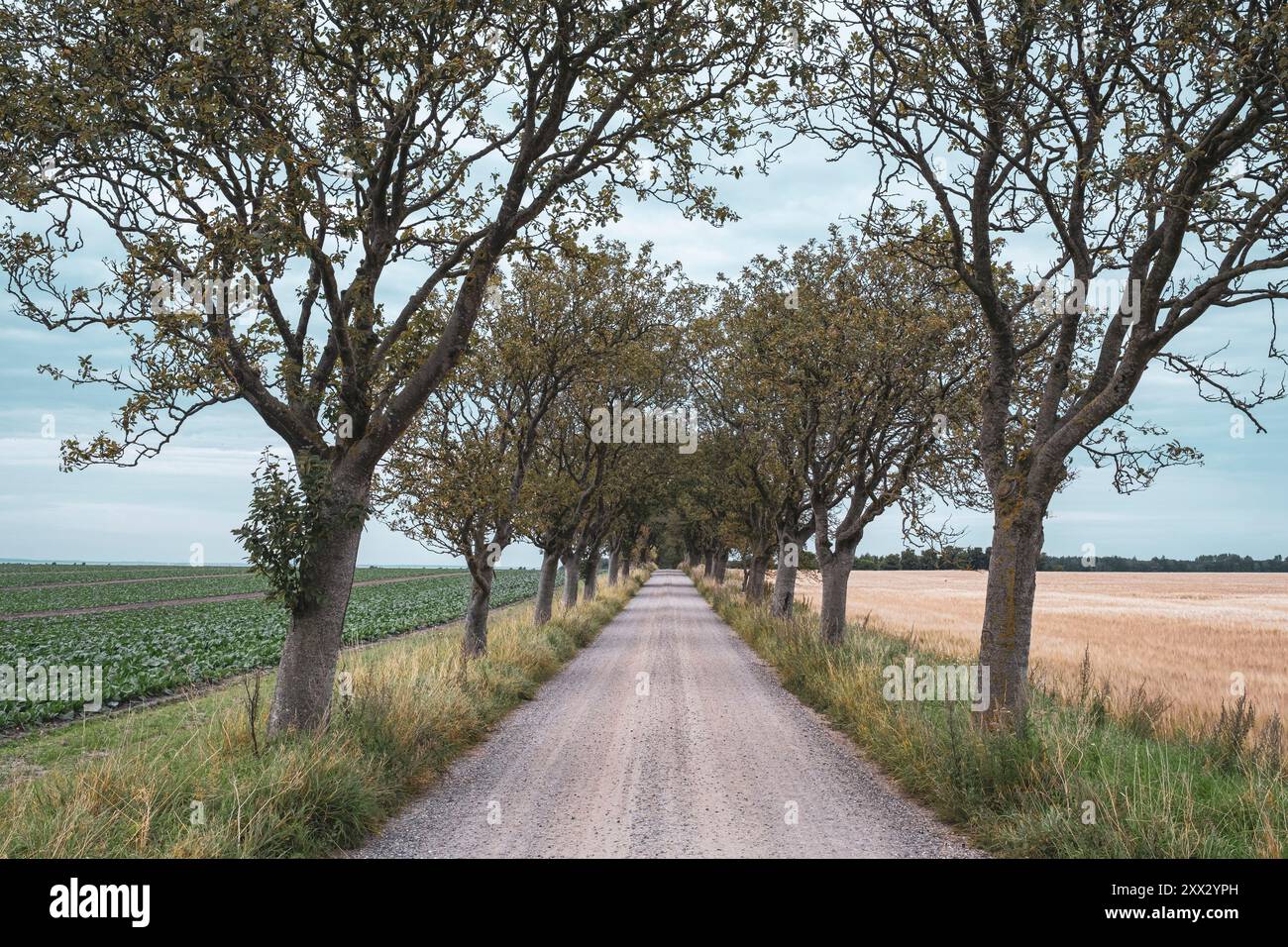 Alberi a Gyldensteen Strand, una riserva ornitologica costiera sull'isola di Funen, Danimarca Foto Stock