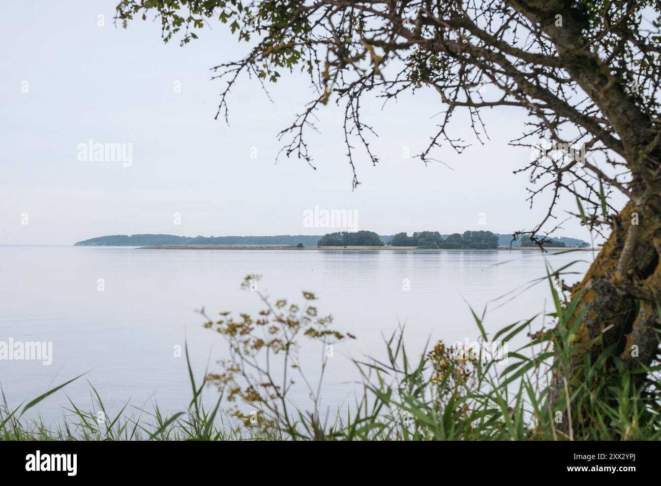 Alberi a Gyldensteen Strand, una riserva ornitologica costiera sull'isola di Funen, Danimarca Foto Stock