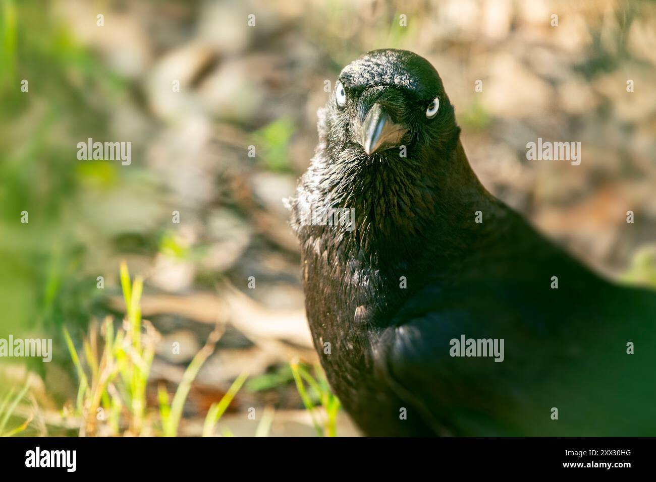 Il corvo torresiano, chiamato anche corvo australiano o corvo papuano, è un uccello passerino della famiglia corvo originario dell'Australia settentrionale e occidentale. Foto Stock