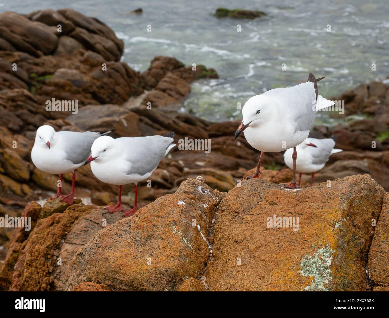 Silver Gulls (Larus novahollandiae) al riparo dal vento e dalla pioggia nel Parco Nazionale di Leeuwin-Naturaliste vicino a Yallingup nell'Australia Occidentale. Foto Stock