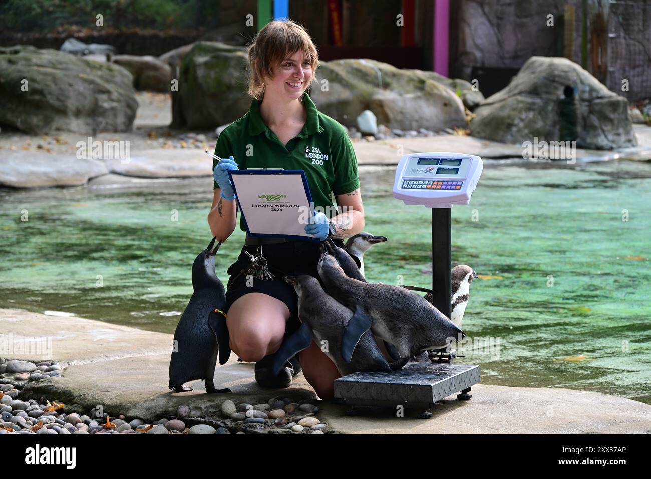 ZSL London Zoo, Regent's Park, Londra, Regno Unito. 19 agosto 2024. La pesatura annuale è una possibilità per i custodi dello zoo di conservazione di assicurarsi che le informazioni registrate siano aggiornate e accurate, ciascuna misurazione aggiunta al sistema di gestione delle informazioni zoologiche (ZIMS), un database condiviso con i giardini zoologici di tutto il mondo che aiuta gli allevatori a confrontare informazioni importanti su migliaia di specie minacciate. Immagine: I pinguini di Humboldt vengono ingannati a camminare sopra le bilance mentre si allineano per la loro alimentazione mattutina. Crediti: Malcolm Park/Alamy Foto Stock